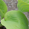 Hosta Sum And Substance - Abriachan Nurseries, Teh Garden On Loch Ness